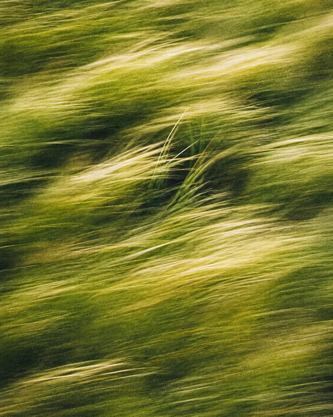 Hierba movida por el viento